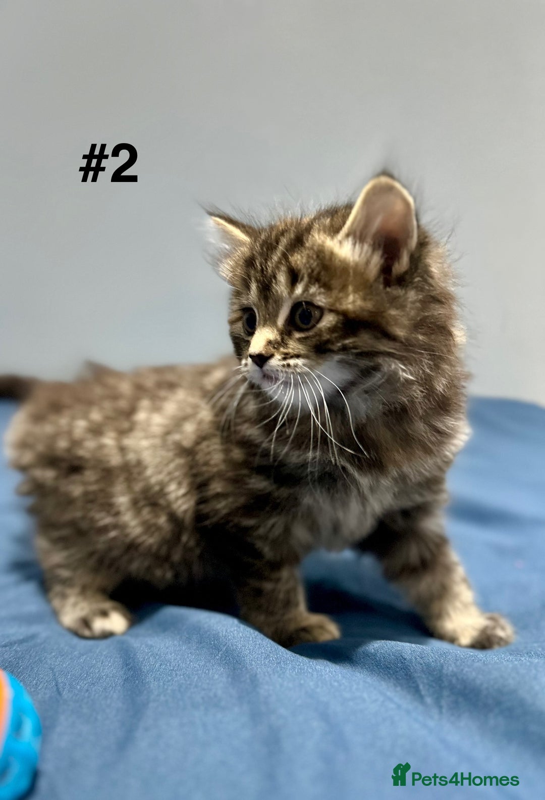 Mixed Breed cats for sale: 4 fluffy girls - Image 9