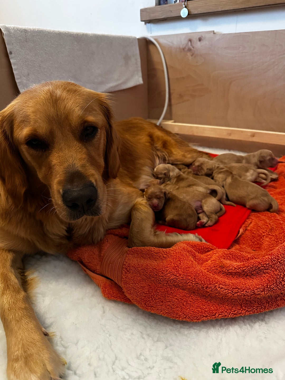 Golden Retriever dogs for sale: Golden Retriever pups for sale - Advert 8