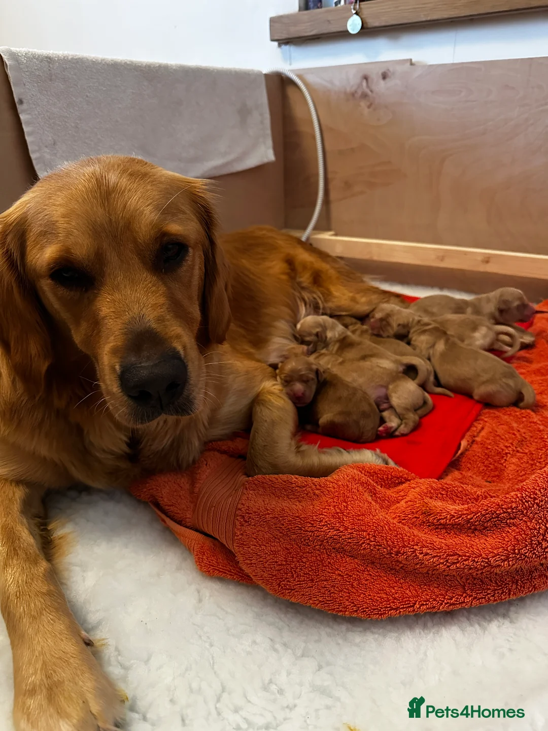 Golden Retriever dogs for sale: Golden Retriever pups for sale - Advert 9