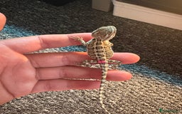 Dragon reptiles for sale: Viticans dragon - Image 22