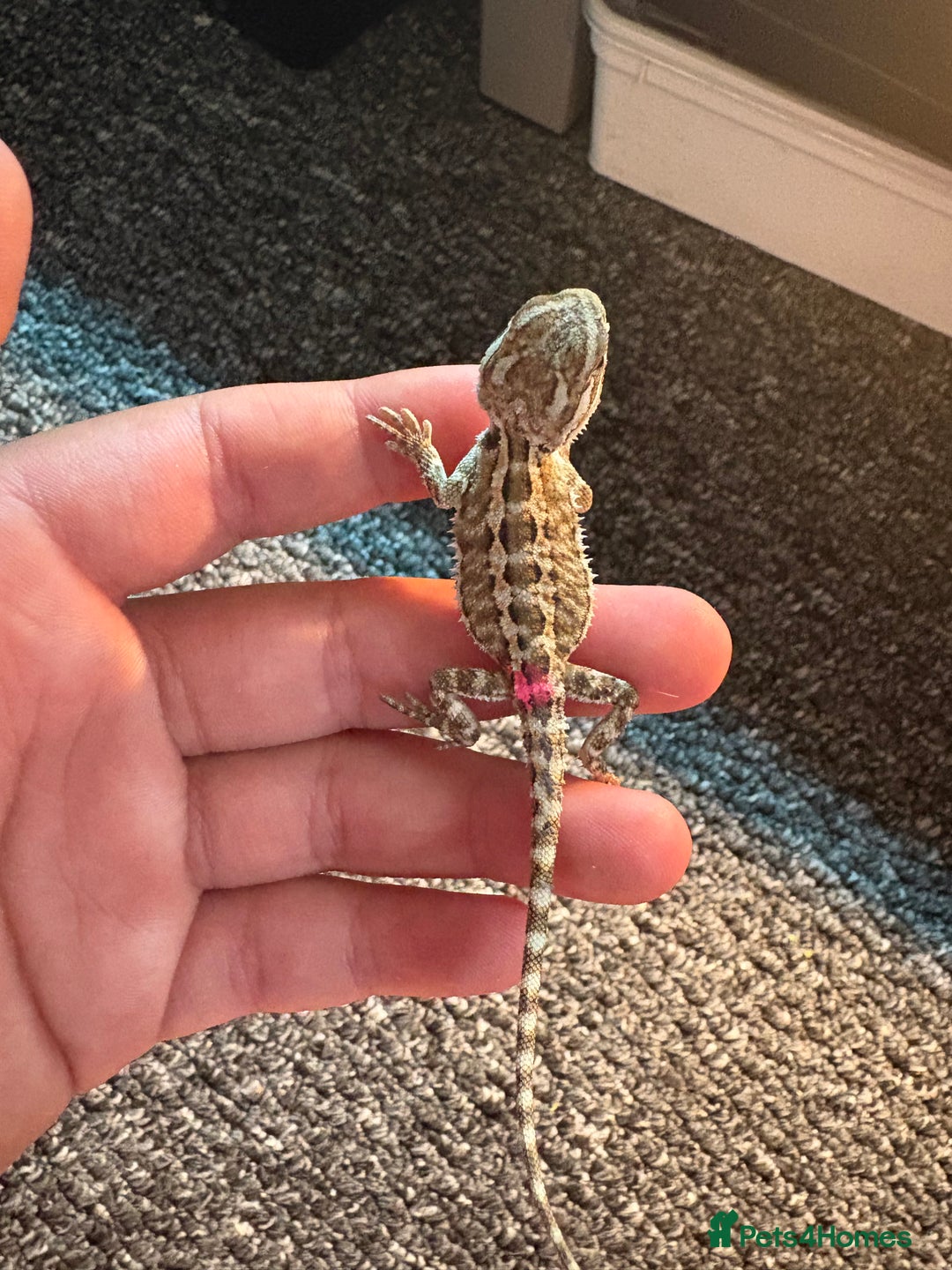 Dragon reptiles for sale: Viticans dragon - Image 22