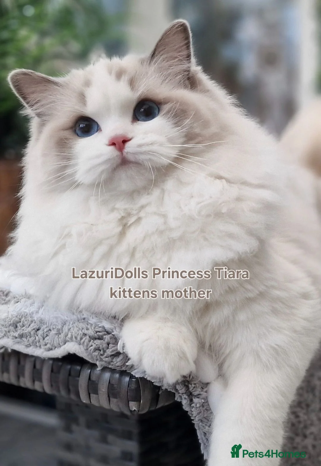 Ragdoll cats for sale: 🥇🏆🐆Exclusive kittens❤️✨️🏆Award winning cattery - Advert 2