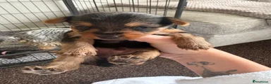 Yorkshire Terrier Puppy 4