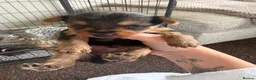 Yorkshire Terrier dogs for sale: 2 little boys ready to leave 💙 - Advert 13