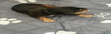 Cocker Spaniel Puppy 3