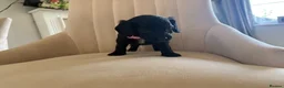 Cockapoo dogs for sale: Beautiful litter of cockapoos  in Lymington - Advert 16
