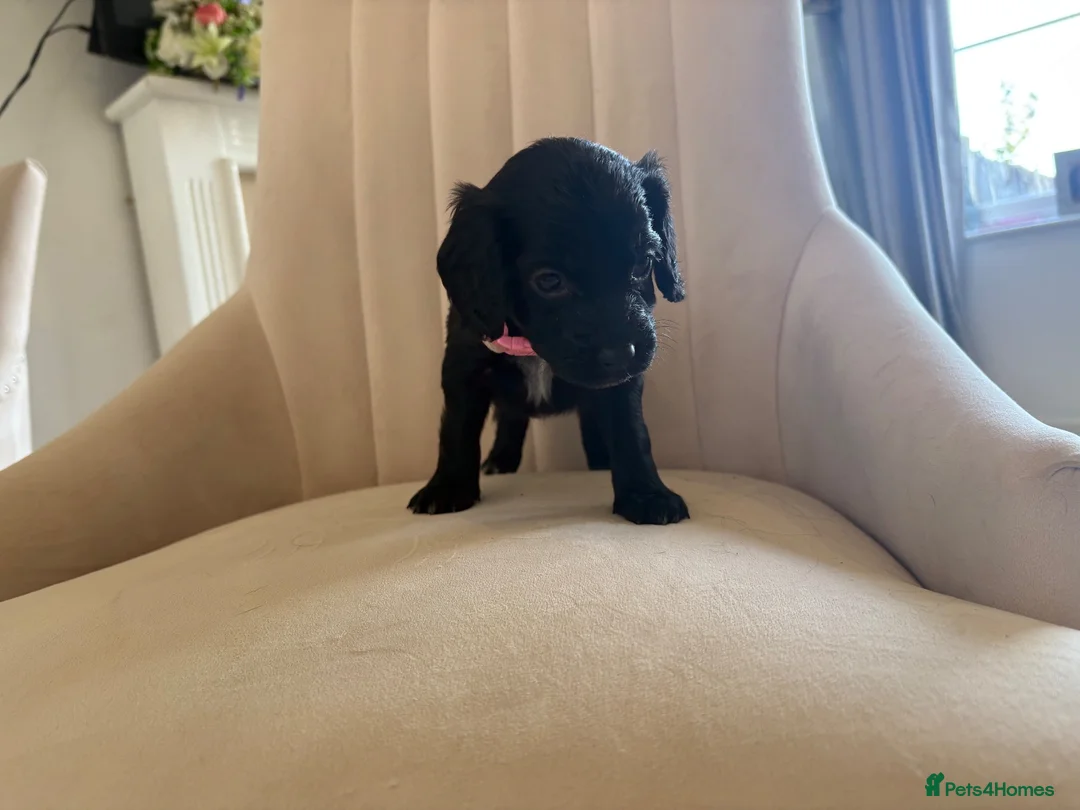 Cockapoo dogs for sale: Beautiful litter of cockapoos  in Lymington - Advert 16