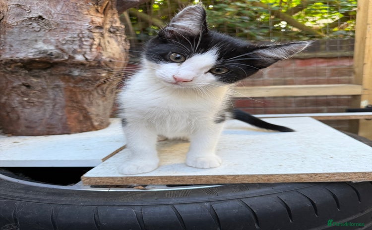 Maine Coon cats - Advert 2