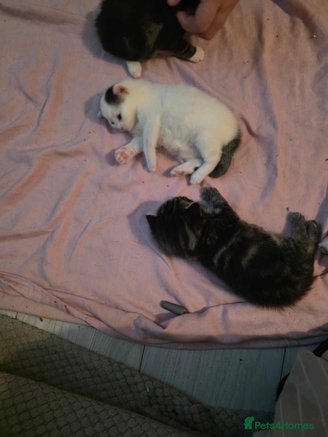 Domestic Shorthair cats for sale: Black and white  - Advert 3