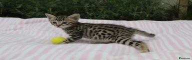 Savannah Kitten 1