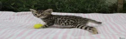 Savannah cats for sale: Highly Spotted F7 Savannah kittens - Advert 15
