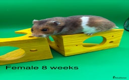 Hamster rodents for sale: Adorable baby Syrian hamsters  - Image 8