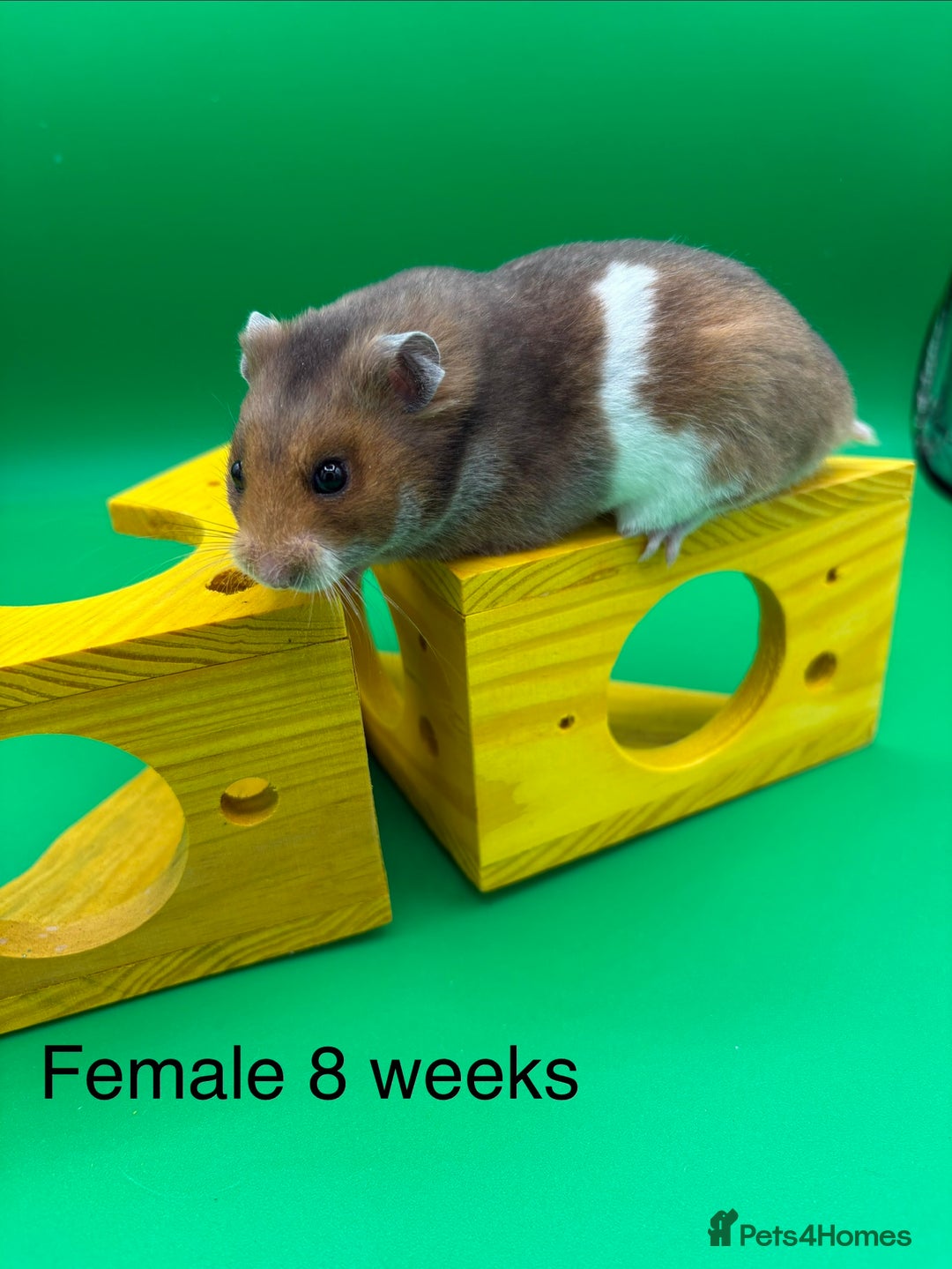 Hamster rodents for sale: Adorable baby Syrian hamsters  - Image 8