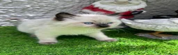 Ragdoll cats for sale: 🏆gccf(GRCH mum)male ragdoll kitten  🥇🐾 - Advert 9