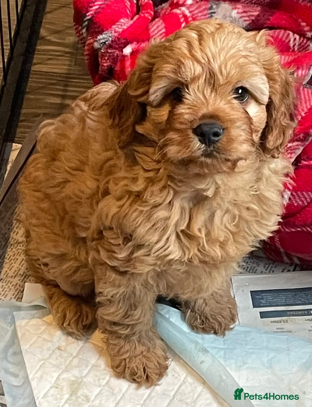 Cavapoo dogs for sale: 🐶🐩🐾ADORABLE MINIATURE CAVAPOO🐾🐩🐶 - Advert 6