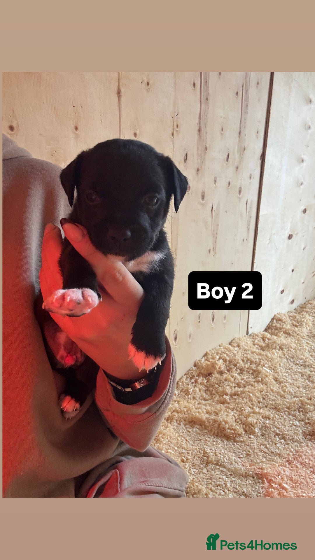 Patterdale Terrier dogs for sale: Patterdale terrier puppies  - Image 5