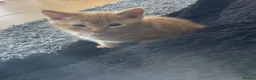 Mixed Breed cats for sale: PRETTY GINGER GIRLS in Rickmansworth - Advert 1