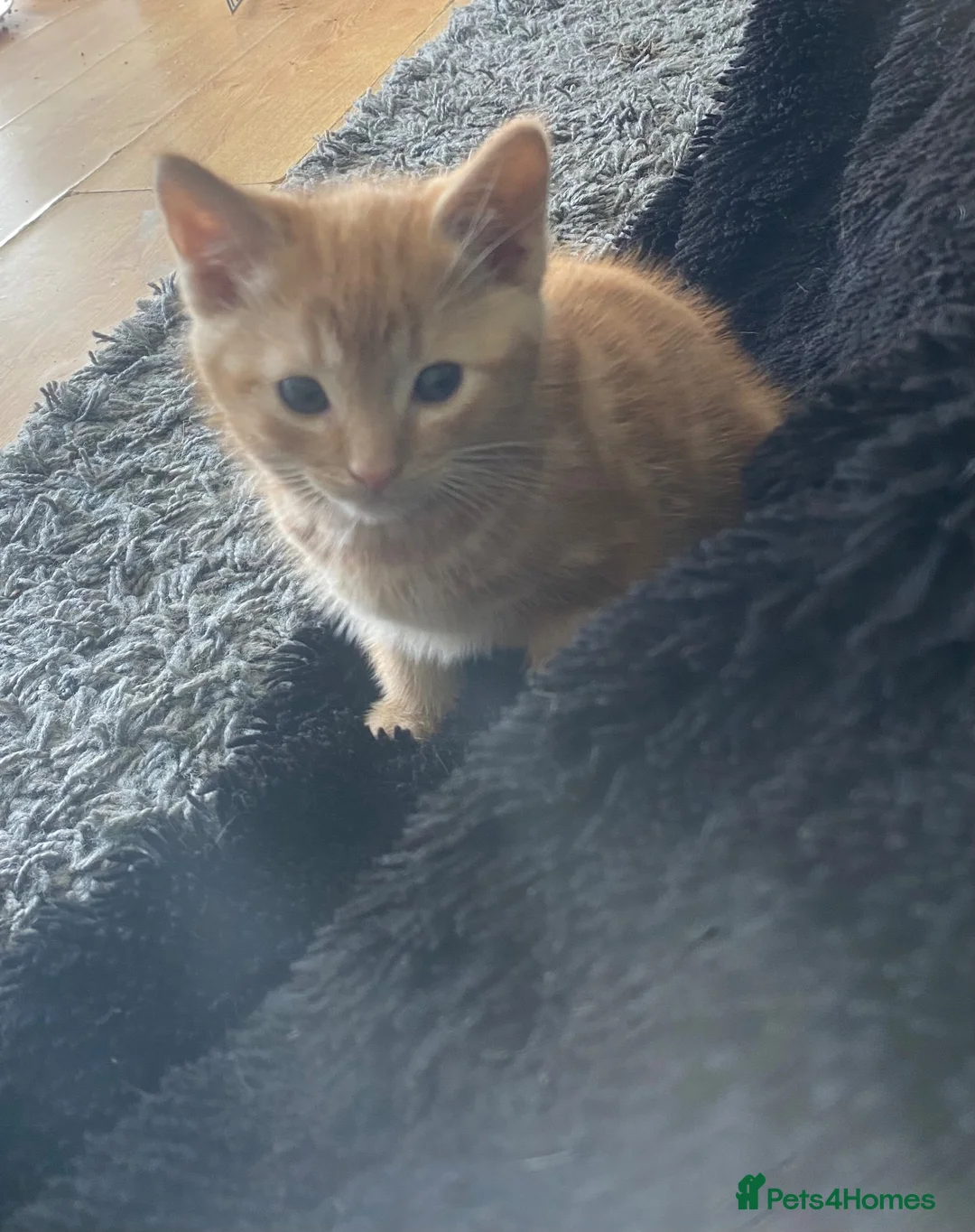 Mixed Breed cats for sale: PRETTY GINGER GIRLS in Rickmansworth - Advert 1