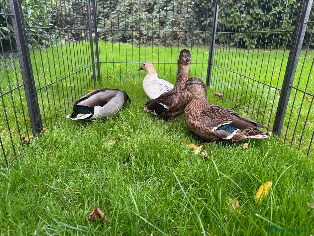 Ducks poultry for sale: Khaki Campbell and Cherry Valley Ducks - Image 8