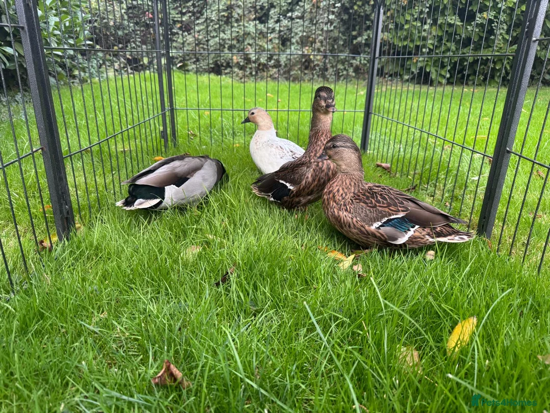 Ducks poultry for sale: Khaki Campbell  - Advert 8