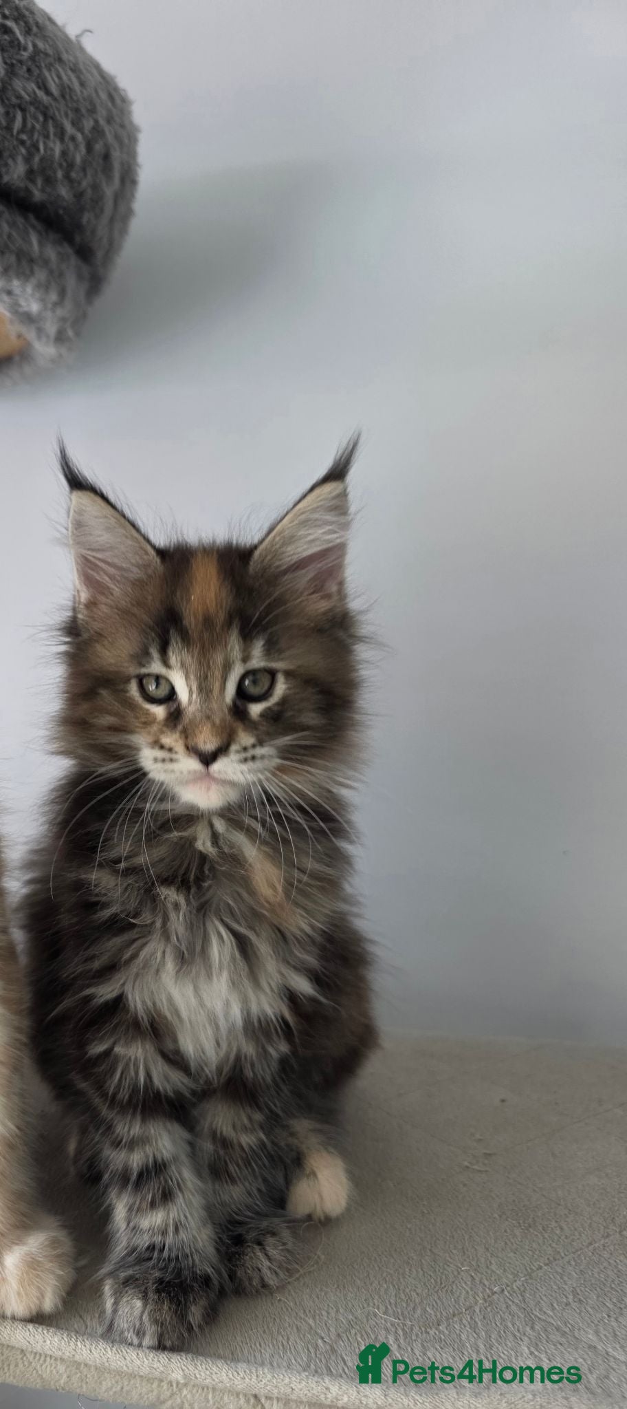 Maine Coon cats TICA Registered Maine Coon Kittens–Russian Line🐾 - Advert 2