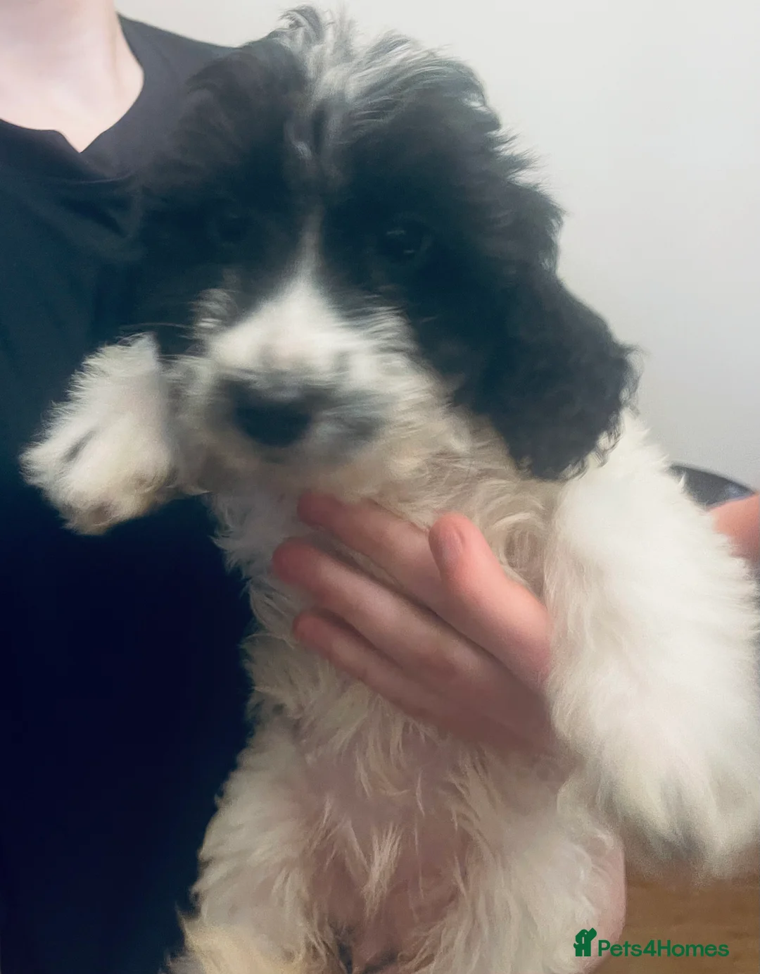 Sproodle dogs for sale: Stunning sproodle / springer / poodle / cockerpoo - Advert 9