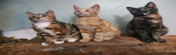 Mixed Breed cats for sale: 14 week old kittens ginger boy 2 tabby girls  - Advert 6