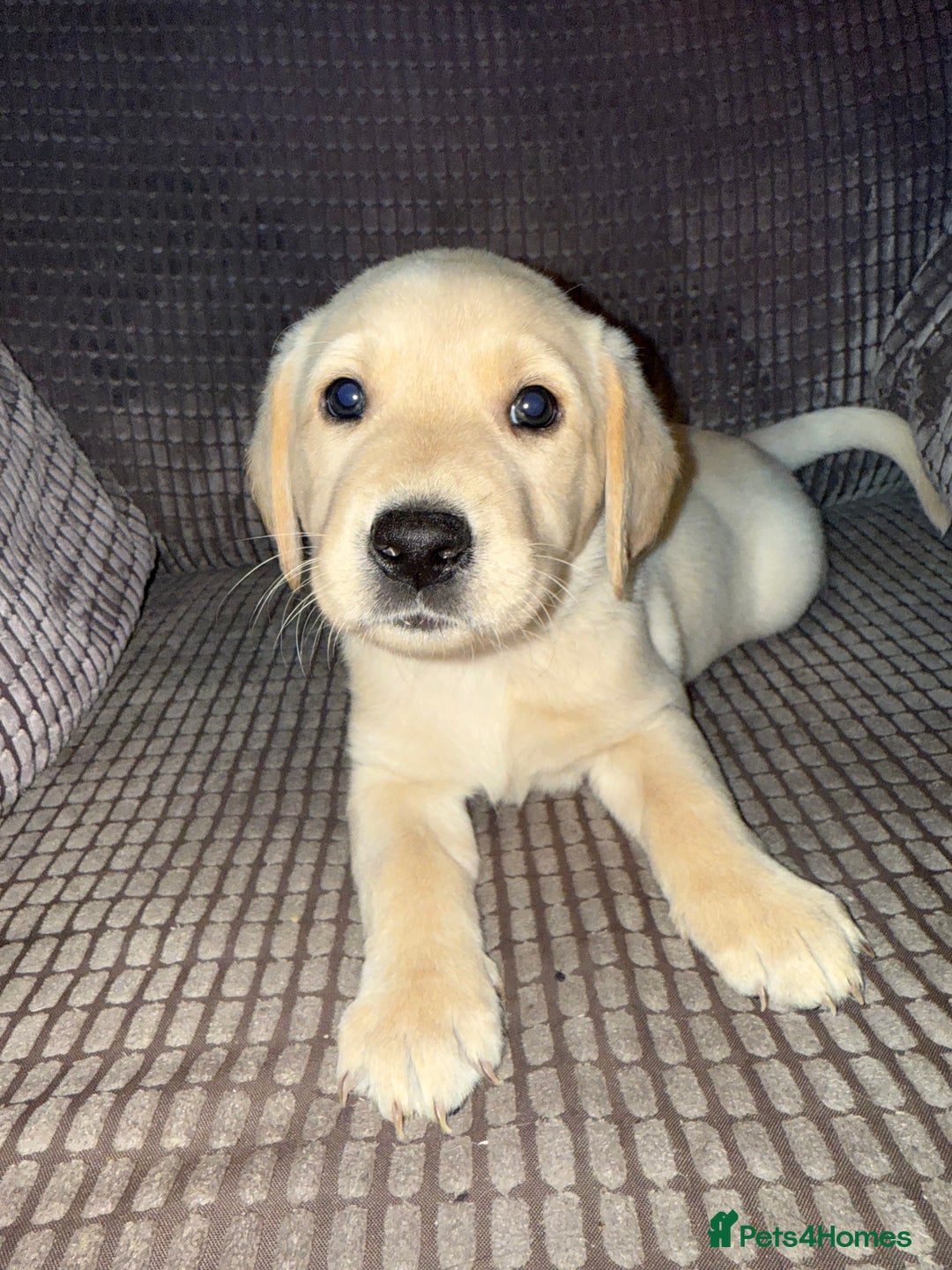 Labrador Retriever dogs for sale: 9 Adorable Labrador Puppies! 2 Pups remaining!  - Advert 13
