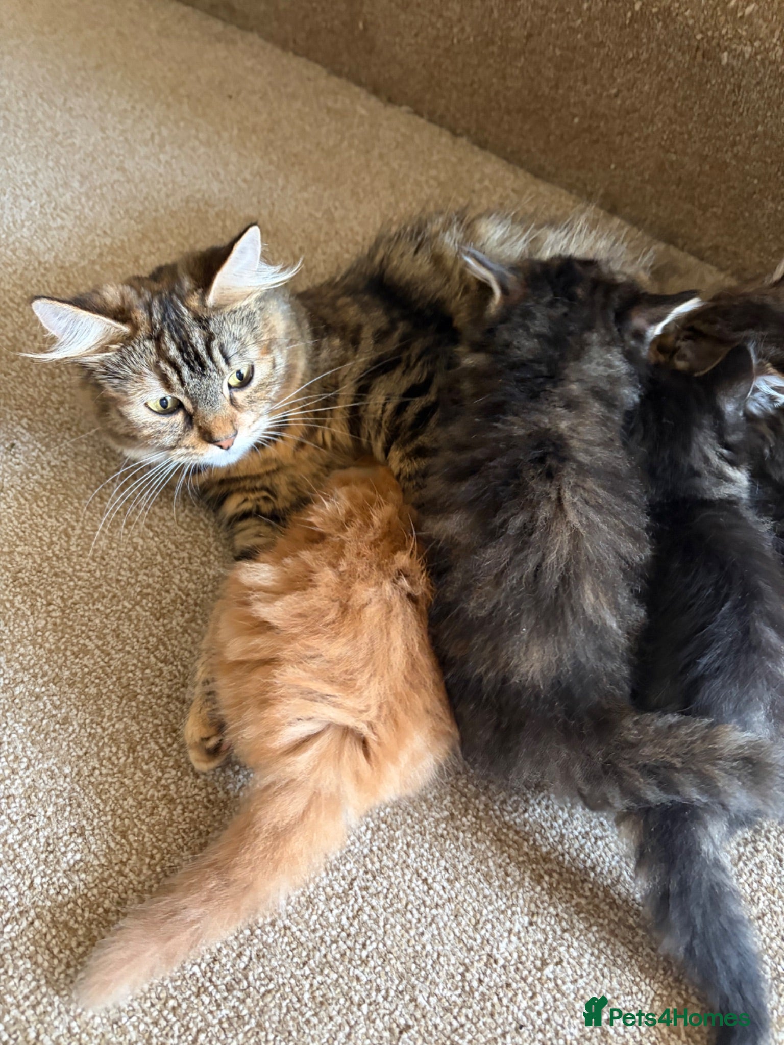Mixed Breed cats Beautiful sociable fluff balls - Advert 4