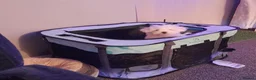 Maltese dogs for sale: 4 months old Maltese  in Birmingham - Advert 3