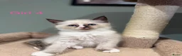 Ragdoll cats for sale: Beautiful purebred ragdoll kittens in Doncaster - Advert 14