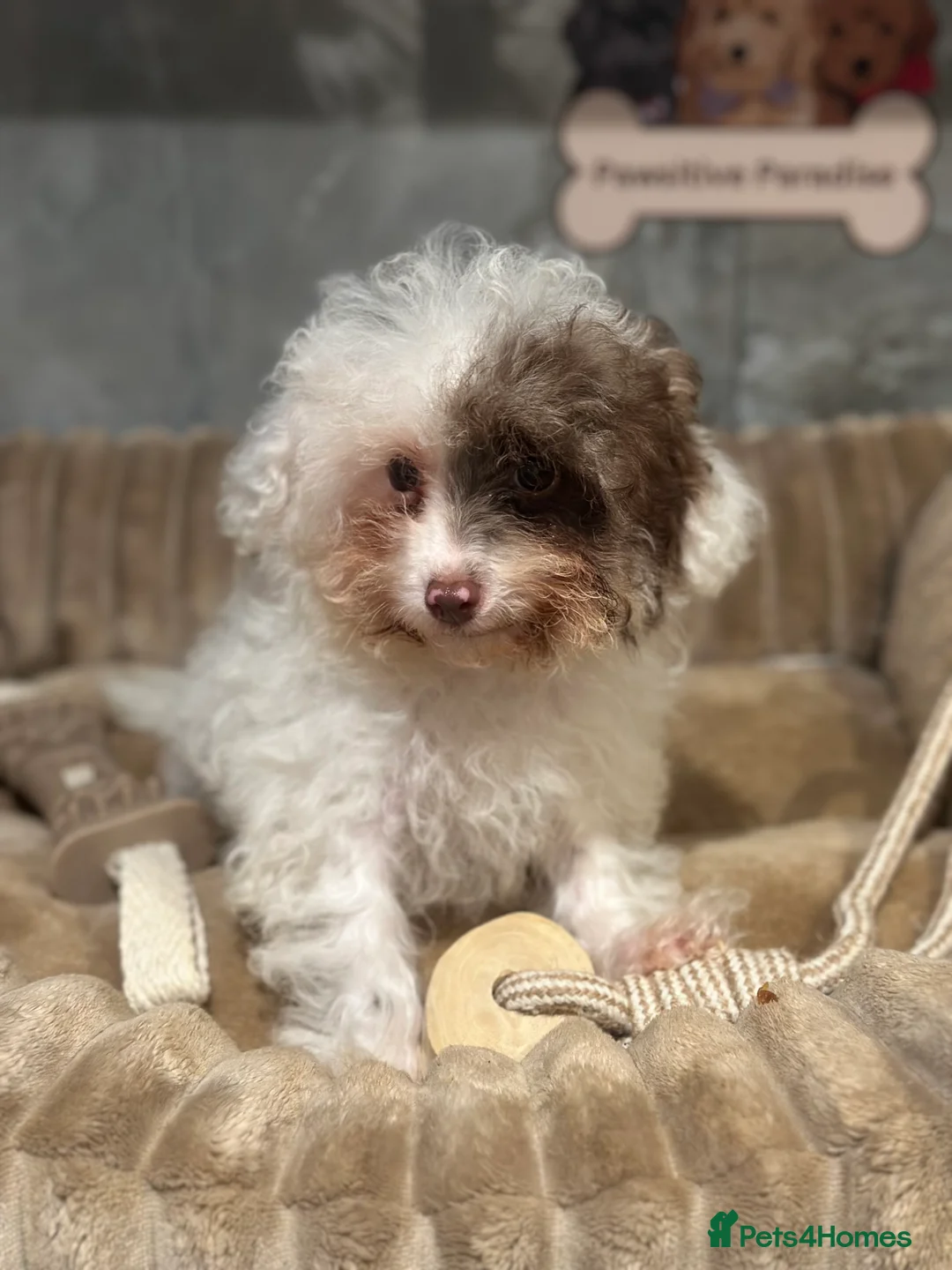 Cavapoo dogs for sale: Exceptional F2 Cavapoo Puppies - HomeRaised  - Advert 29