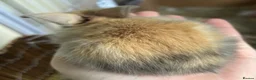 Mini Lion Lop rabbits for sale: 3 gorgeous mini lop X lion head bunny’s for sale.  - Advert 2