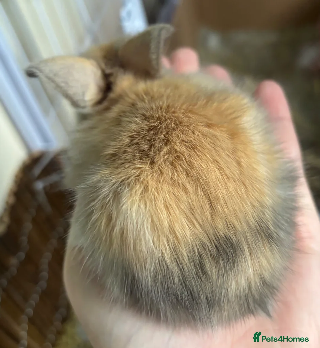 Mini Lion Lop rabbits for sale: 3 gorgeous mini lop X lion head bunny’s for sale.  - Advert 2