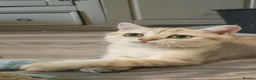 British Shorthair cats for sale: TICA Reg. Golden British Shorthair Girl Kitten  - Advert 6