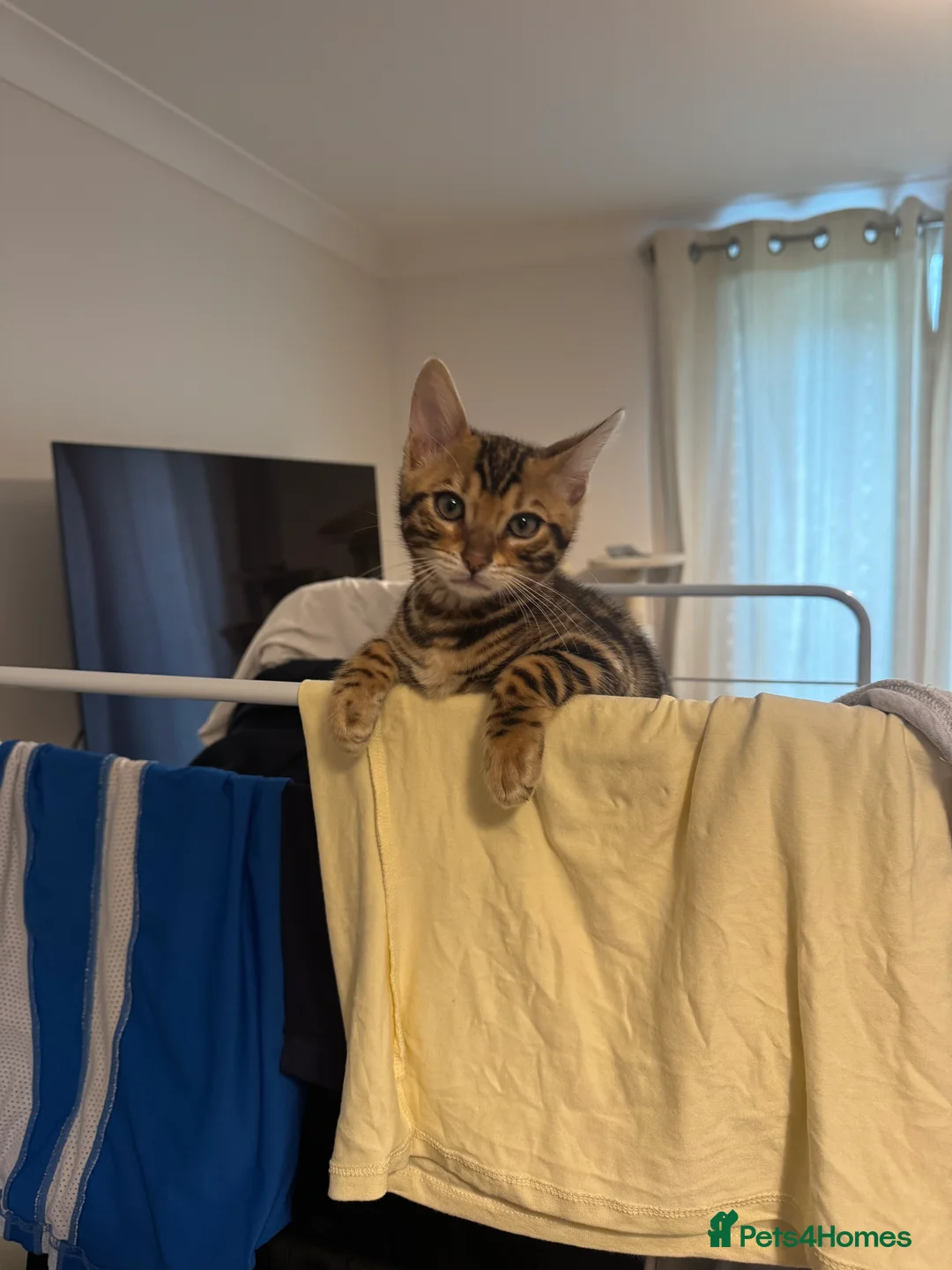 Bengal cats for sale: 2 male Bengal kittens  - Advert 2