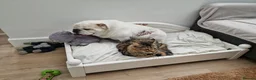 Mixed Breed cats for sale: Looking for a Home of Handsome BengalxMaine Coon in Hinckley - Advert 2