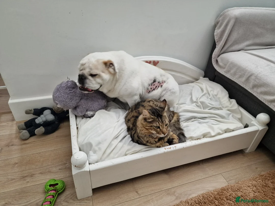 Mixed Breed cats for sale: Looking for a Home of Handsome BengalxMaine Coon in Hinckley - Advert 2