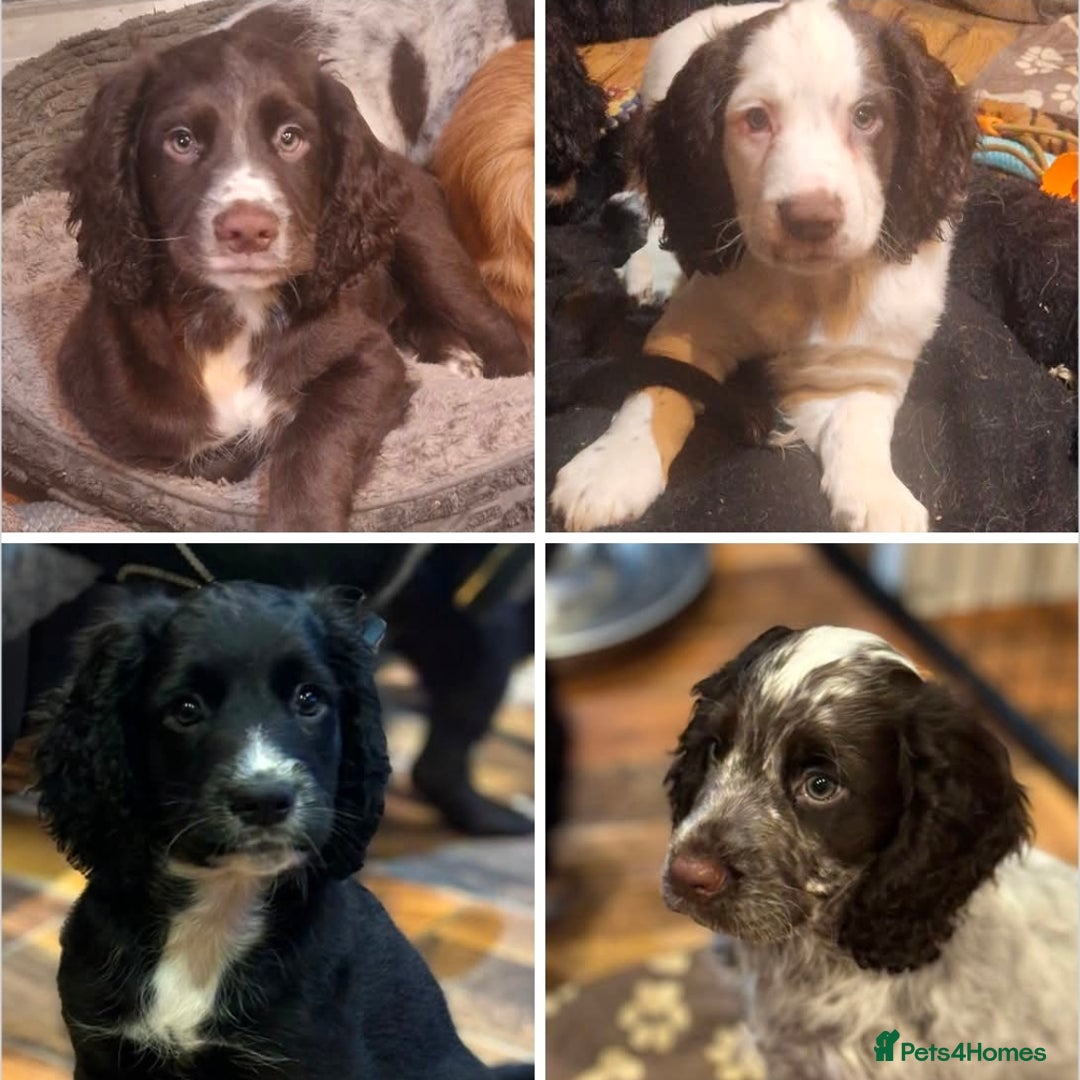 Cocker Spaniel dogs for sale: Last boy left !! working cocker spaniels - Advert 5