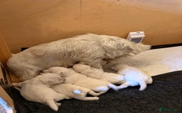 West Highland Terrier dogs for sale: West Highland puppy’s for sale - Image 1
