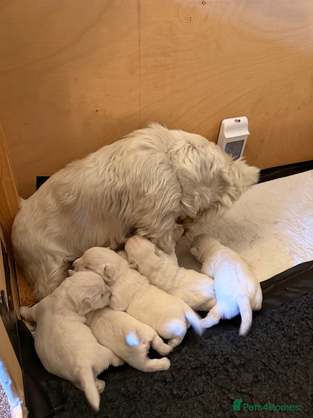 West Highland Terrier dogs for sale: West Highland puppy’s for sale - Image 1