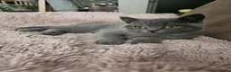 British Shorthair cats for sale: British Shorthair chunky girl  - Advert 2