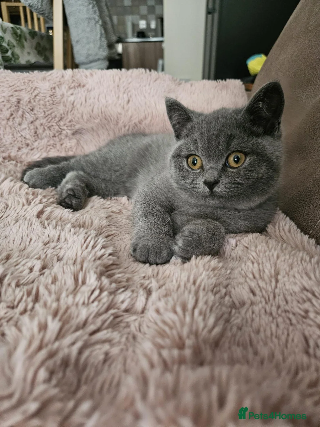 British Shorthair cats for sale: British Shorthair chunky girl  - Advert 2