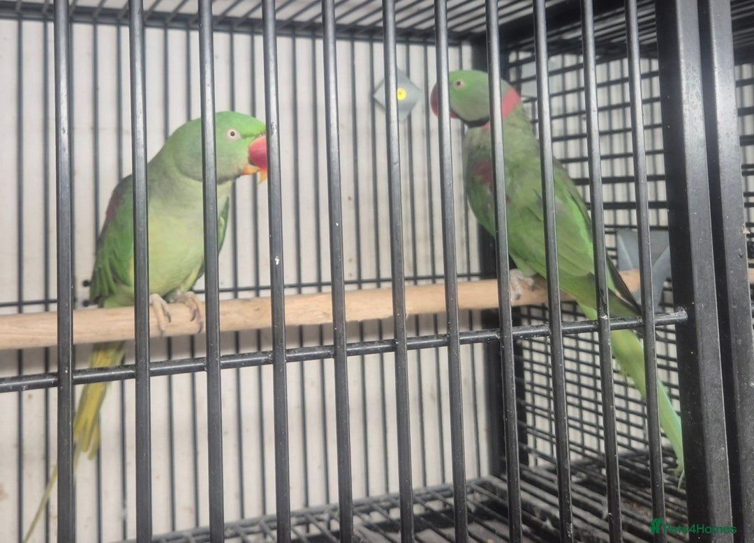 Parakeets birds for sale: Finches canarys doves parakeet  - Advert 8