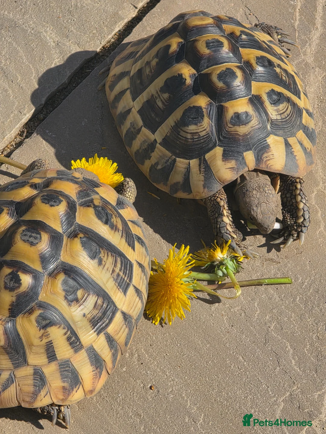 Tortoise reptiles for sale: 2 x Hermann Tortoises / table and cabinet - Advert 2