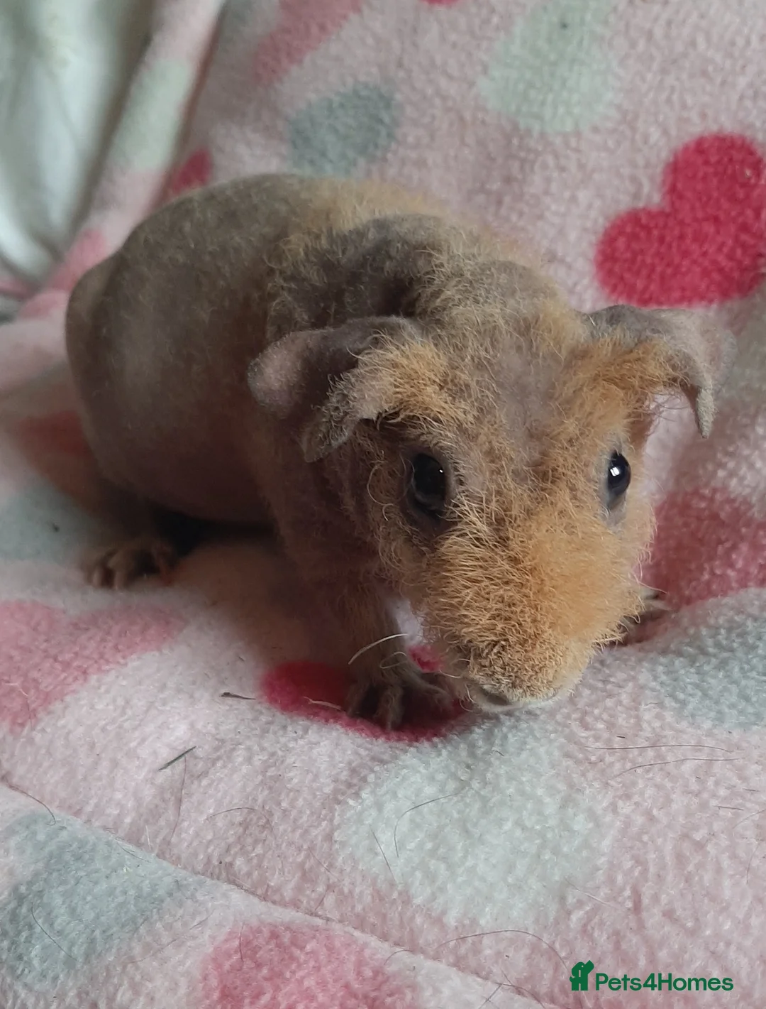 Guinea Pig rodents for sale: Skinny pig/werewolf baby girl. - Advert 3