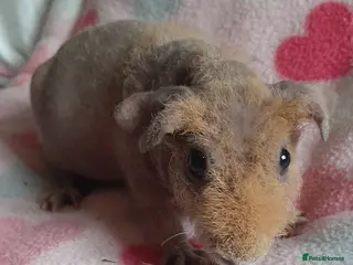 Guinea Pig rodents Skinny pig/werewolf baby girl. - Advert 12
