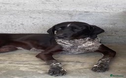 Pointer dogs for adoption: Rhea, 8 months approx. Available for adoption. - Image 1