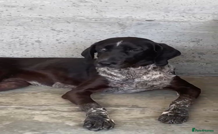 Pointer dogs - Advert 1