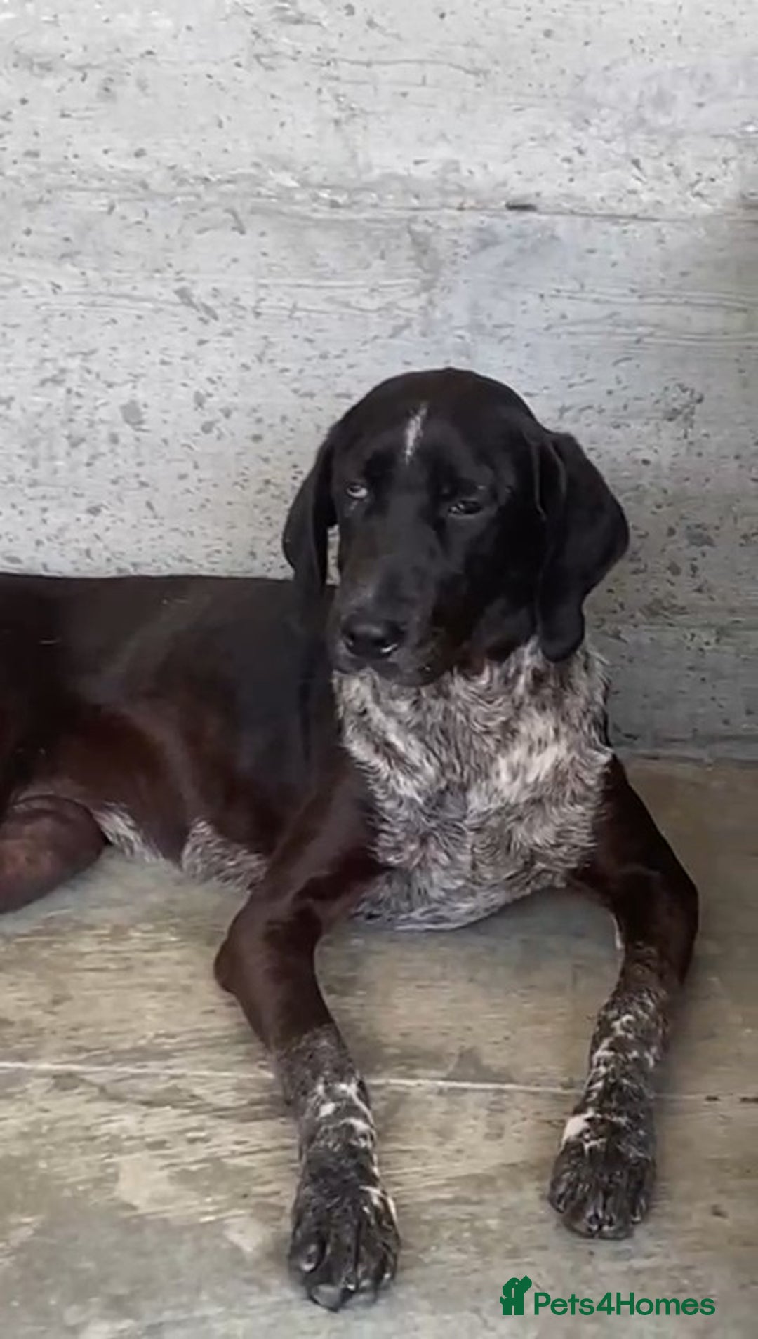 Pointer dogs for adoption: Rhea, 8 months approx. Available for adoption. - Image 1